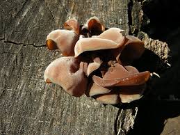 Attēlu rezultāti vaicājumam “Euura acutifoliae”