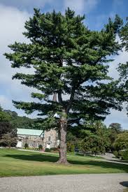 Attēlu rezultāti vaicājumam “Pinus strobus”