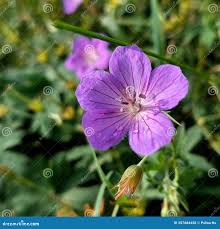 Attēlu rezultāti vaicājumam “Geranium bohemicum”