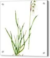 Attēlu rezultāti vaicājumam “Eriophorum latifolium fruit”