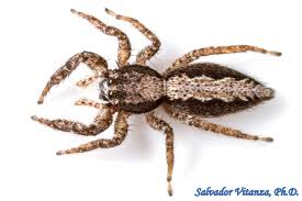 Attēlu rezultāti vaicājumam “Arachnida”