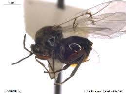 Attēlu rezultāti vaicājumam “Andricus quercuscorticis”