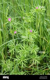 Attēlu rezultāti vaicājumam “Geranium dissectum”