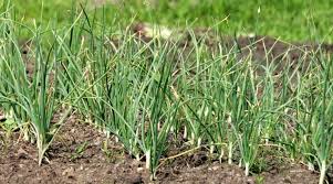 Attēlu rezultāti vaicājumam “Allium sativum”