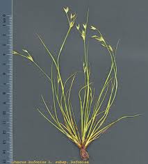 Attēlu rezultāti vaicājumam “Juncus bufonius”