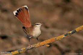 Image result for Cercotrichas galactotes