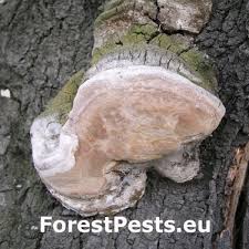Attēlu rezultāti vaicājumam “Phellinus chrysoloma”