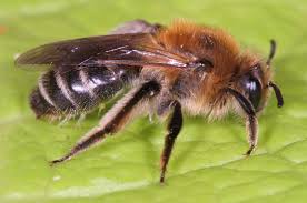 Attēlu rezultāti vaicājumam “Andrena”