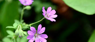 Attēlu rezultāti vaicājumam “Geranium pyrenaicum flower”