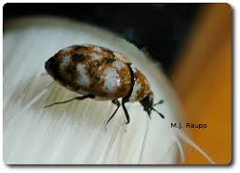 Attēlu rezultāti vaicājumam “Anthrenus sp. larva”