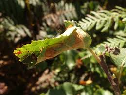 Attēlu rezultāti vaicājumam “Carpatolechia proximella”