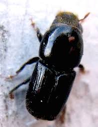 Attēlu rezultāti vaicājumam “Scolytus ratzeburgi”