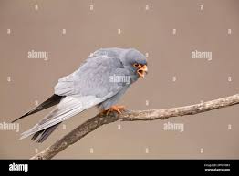 Image result for Falco vespertinus