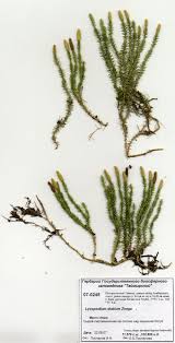 Attēlu rezultāti vaicājumam “Lycopodium dubium”