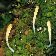 Attēlu rezultāti vaicājumam “Multiclavula mucida”