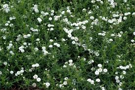 Image result for Achillea Ptarmica