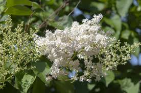 Attēlu rezultāti vaicājumam “Syringa reticulata subsp. amurensis flower”