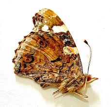 Attēlu rezultāti vaicājumam “Vanessa atalanta”