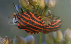 Attēlu rezultāti vaicājumam “Graphosoma lineatum”