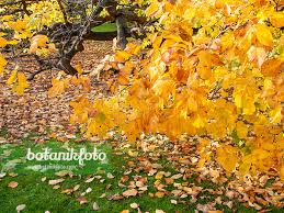Attēlu rezultāti vaicājumam “Cladrastis kentukea leaf”