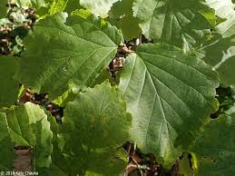 Attēlu rezultāti vaicājumam “Hamamelis virginiana leaf”