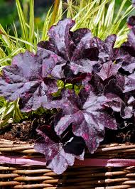 Image result for Heuchera `Midnight Rose`