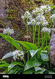 Attēlu rezultāti vaicājumam “Allium ursinum flower”