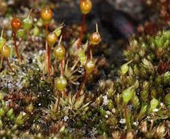 Attēlu rezultāti vaicājumam “Physcomitrium pyriforme”