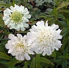 Image result for Scabiosa ochroleuca