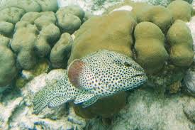 Image result for Epinephelus adscensionis