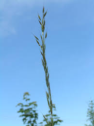 Attēlu rezultāti vaicājumam “Calamagrostis canescens fruit”