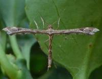 Attēlu rezultāti vaicājumam “Platyptilia gonodactyla”
