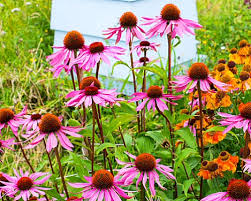Image result for Echinacea Lustre hybrids