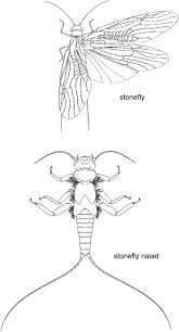 Attēlu rezultāti vaicājumam “Plecoptera”