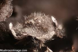 Attēlu rezultāti vaicājumam “Physarum leucophaeum sessile”