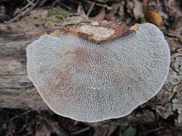 Attēlu rezultāti vaicājumam “Daedaleopsis confragosa”