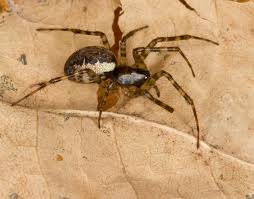 Attēlu rezultāti vaicājumam “Neriene montana”