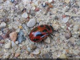 Attēlu rezultāti vaicājumam “Gonioctena viminalis”