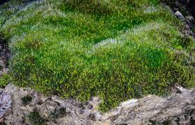 Attēlu rezultāti vaicājumam “Grimmia pulvinata sporophyte”