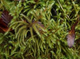 Attēlu rezultāti vaicājumam “Rhytidiadelphus subpinnatus”