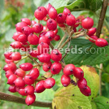 Attēlu rezultāti vaicājumam “Viburnum lantana”