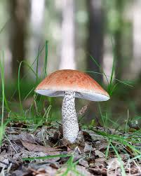 Attēlu rezultāti vaicājumam “Cribraria macrocarpa stalked”