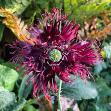 Image result for Papaver somniferum Black