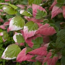 Attēlu rezultāti vaicājumam “Actinidia kolomikta”