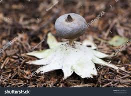 Attēlu rezultāti vaicājumam “Geastrum pectinatum”