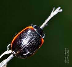 Attēlu rezultāti vaicājumam “Chrysolina sanguinolenta”
