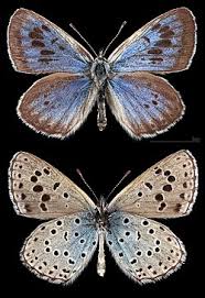 Attēlu rezultāti vaicājumam “Phengaris arion underside”