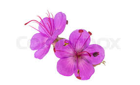 Attēlu rezultāti vaicājumam “Geranium bohemicum”