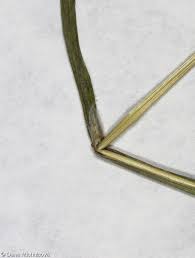 Attēlu rezultāti vaicājumam “Poa trivialis leaf”