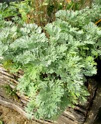 Image result for Artemisia absinthium